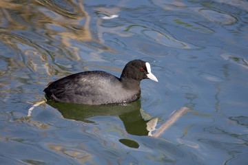 Coot
