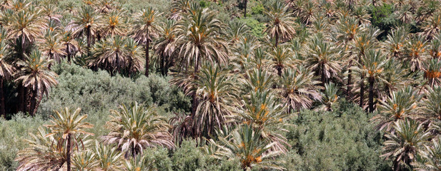 palmeraie palmiers oasis