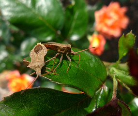 Wanzen auf Rosenknopse