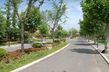 Neighborhood  street