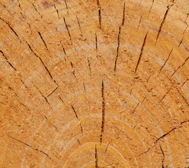 Tree ring