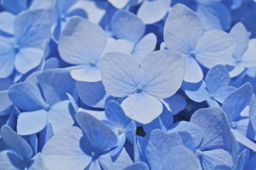 青いアジサイの花