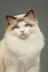portrait de ragdoll