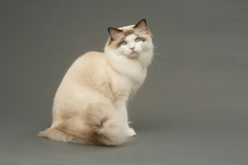 ragdoll in studio
