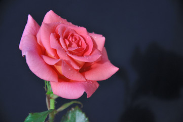 rose-fond sombre