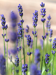 Lavendel