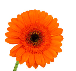 Gerbera