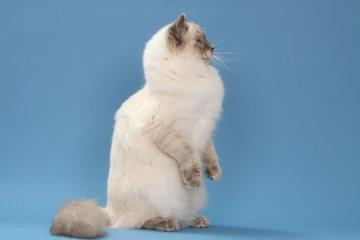 chat ragdoll faisant le beau