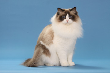 superb ragdoll