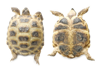 Fototapeta premium Tortoise up and down | Isolated