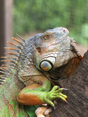 Leguan