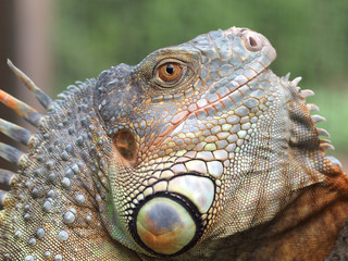 Fototapeta premium Leguan