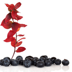Blueberry Fruit