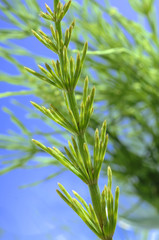 Heilpflanze Equisetum arvense Ackerschachtelhalm