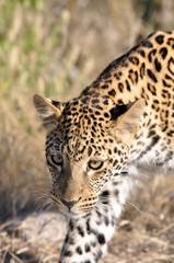 Fototapeta na wymiar Leopard approaching