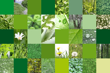 Natur in Grün
