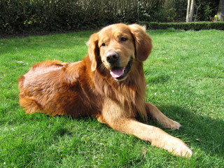 Obraz premium Golden Retriever im Garten