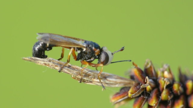 Mosca
