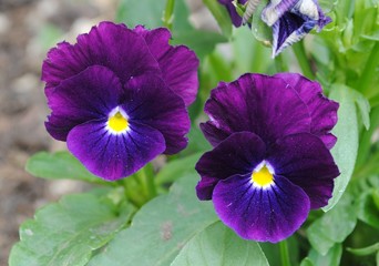 viola tricolor