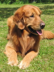 Obraz premium Golden Retriever
