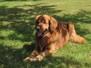 Golden Retriever