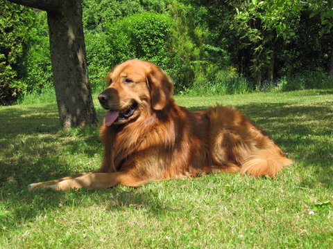 Golden Retriever