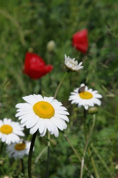 Margaritten und Mohnbl&uuml;ten