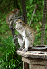 Monkeys search food