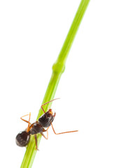 Ant