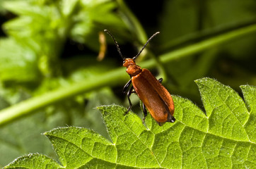 cardinale 2