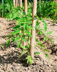 Baby tomato plant in kitchen garden
