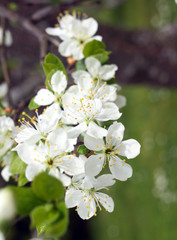White apple flower