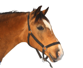Beautiful brown horse, isolated - 23442989