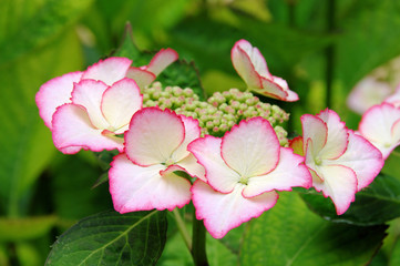 Hortensie - Hortensia 01