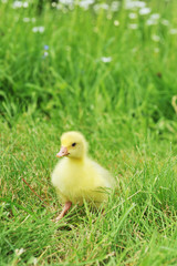 duckling