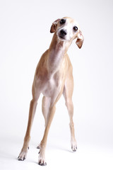 dog Italian greyhound - 23444190