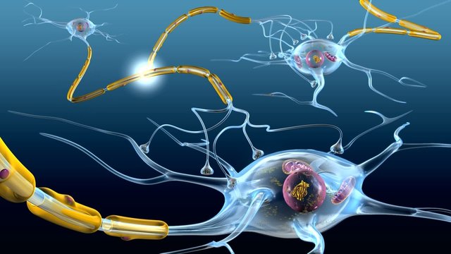 Active neurons with dendrites, axons, myelin sheath, schwann cells and synapse, medically accurate 3D animation