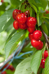 cherry fruits
