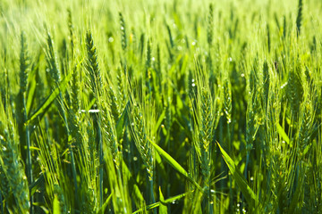 Obraz premium Green spica of corn in acre