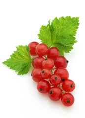 Currant