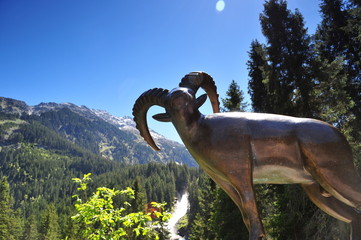 "Steinbock bei Krimmler Wasserfall"