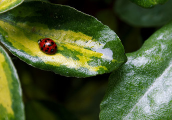 ladybird on a wet leaf