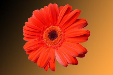 Gerbera