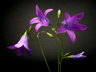 Obraz na płótnie Canvas purple flowers with water drops