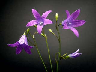 Plakat purple flower