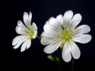 white flowers