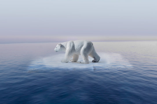 cambio climatico oso polar en pequeño iceberg