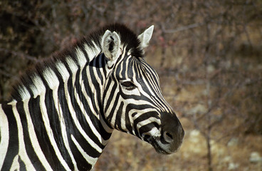 Fototapeta na wymiar Zwykły zebra, Park Narodowy Etosha, Namibia