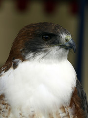halcon