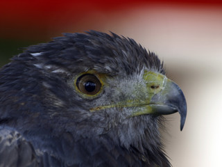 aguila